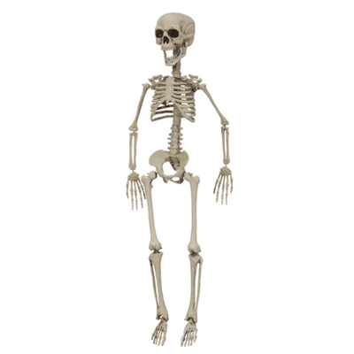 Skelet i plastik (76 cm)