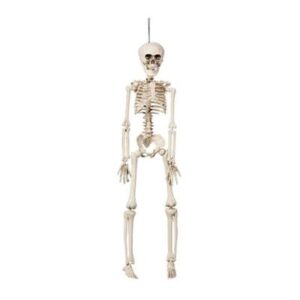 Hængende skelet (42 cm)